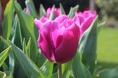 Tulipa / tulp 'Destination' / donker paars / 30 bloembollen (tulpenbollen)