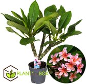 Plant in a Box - Plumeria Frangipani - Plumeria Hawaii - Prachtige exotische bloeiende kamerplant - Pot 17cm - Hoogte 45-55cm