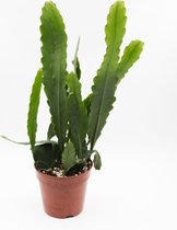 Ikhebeencactus Epiphyllum hybrid 'Sarah Courant' cactus hangplant in 12cm pot