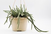 Ikhebeencactus | Kalanchoe sexangularis | Vetplant | Prachtig op kleur | Set van 2 stuks | 8,5 cm