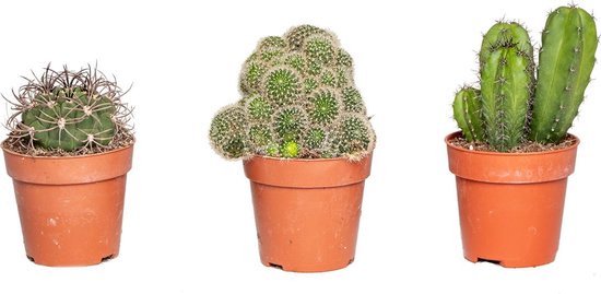Bloomique Mini Cactus Gemengd