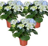 3x Hydrangea macrophylla 'Early Blue'– Hortensia – Heester - Winterhard - ⌀14 cm - 30-40 cm