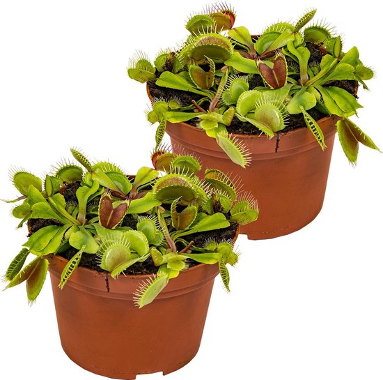 2x Dionaea Muscipula – Vleesetende plant – Onderhoudsvriendelijk –⌀12 cm–10-15 cm