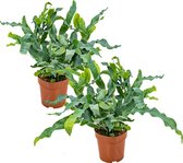 Blauwvaren | Phlebodium per 2 stuks - Luchtzuiverende kamerplant in kwekerspot ⌀12 cm - ↕30 cm