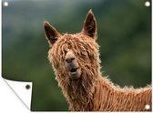 Tuinposter - Tuindoek - Tuinposters buiten - Alpaca - Vacht - Bruin - 120x90 cm - Tuin