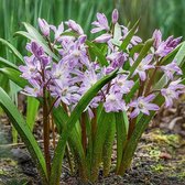 Chionodoxa Forbesii Pink Giant 5/6 - 50 stuks - sneeuwroem