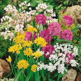 Allium Species  Mix 5/+ - 50 stuks - sierlook