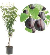 Prunus domestica Hauszwetsche | blauwe pruim | laagstam