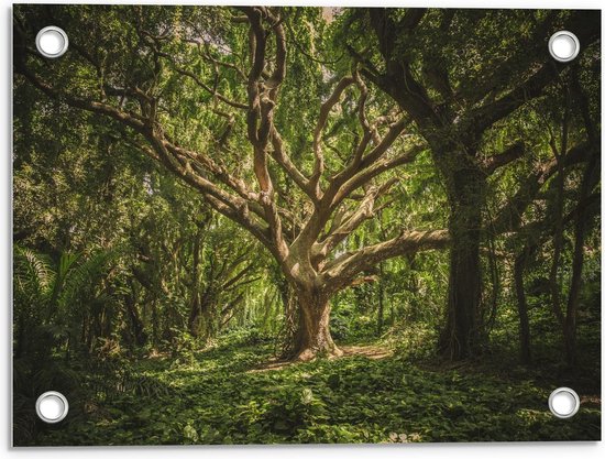 Tuinposter – Grote Boom in het Bos - 40x30cm Foto op Tuinposter  (wanddecoratie voor buiten en binnen)