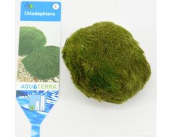 Mosballen XL 5 CM per 3 stuks