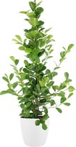 Kamerplant van Botanicly – Vijgenboom incl. sierpot wit als set – Hoogte: 105 cm – Ficus Moclame