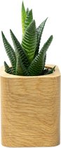 Oakywood Cubic Plant Pot - Massief Walnoot - Luxe Houten Kleine Plantenpot Bureauaccessoire