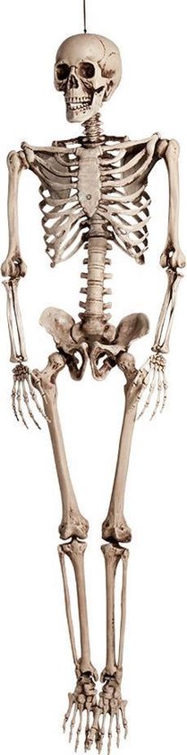 Kakadu Zeldzaamheid Belastingen Halloween Groot decoratie skelet 160 cm | bol.com