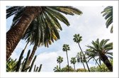 Walljar - Palmbomen Onderaanzicht - Muurdecoratie - Poster met lijst