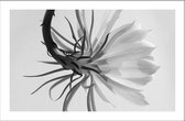 Walljar - Selenicereus Hamatus - Muurdecoratie - Plexiglas schilderij