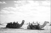 Walljar - Kamelen - Dieren poster