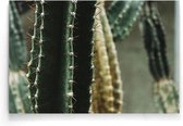 Walljar - Close-up Cactus II - Muurdecoratie - Poster