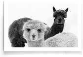 Walljar - Alpaca - Dieren poster