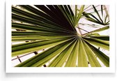 Walljar - Detailed Palm - Muurdecoratie - Poster