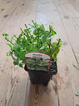 6 pepermunt planten - Pepermunt - kruidenplant in pot 9 cm - Mentha piperita