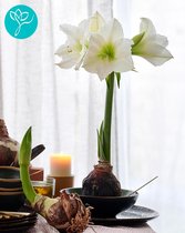 Amaryllis Mont Blanc - 3 bollen pakket - bolmaat 24/26 - Season of Amaryllis - Cadeautip  - Bloembol voor binnen