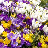 Crocus Grootbloemig Mix - 50 stuks - krokus