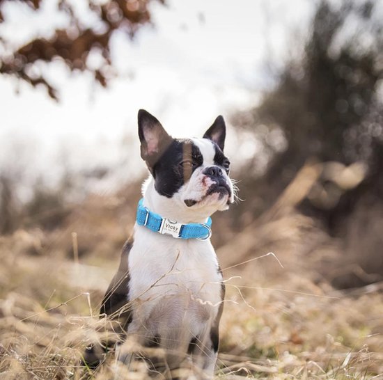Halsband Aangepaste Pet Halsbanden Voor Kleine Medium Grote Honden Zachte Gewatteerde Halsband-Licht Groen S (20-32).