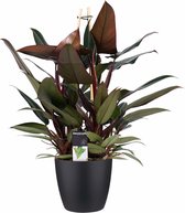 Hellogreen Kamerplant - Philodendron New Red Pyramide - 70 cm - ELHO Round Zwart