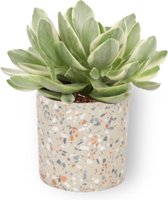 Kamerplant Crassula Money Tree - Jadeplant - ± 12cm hoog - ⌀  7cm - in grijze pot met vlekjes
