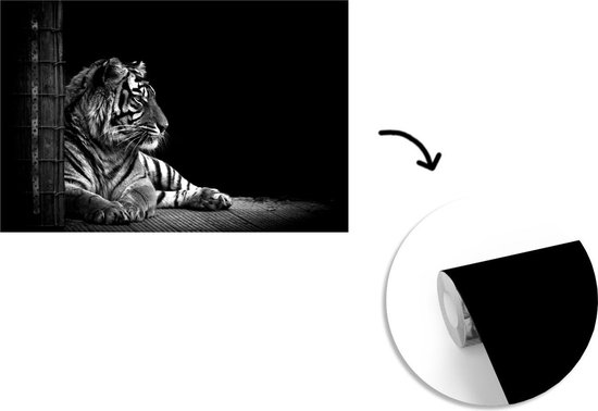Papier peint - Papier peint photo Tigre - Zwart - Wit - Séance photo - Largeur 360 cm x hauteur 240 cm