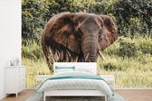 Behang - Fotobehang Olifant - Natuur - Gras - Breedte 390 cm x hoogte 260 cm