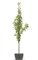 Zuilsierkers | Prunus serrulata Amanogawa | Stamomtrek 10-12 cm  beveerd