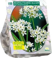 Plantenwinkel Allium Neapolitanum bloembollen per 100 stuks