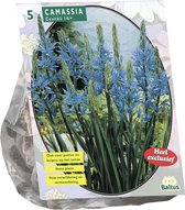 Plantenwinkel Camassia Cusickii bloembollen per 5 stuks