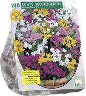 Plantenwinkel Allium Mix bloembollen per 100 stuks
