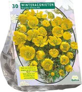 Plantenwinkel Eranthis Cilicica bloembollen per 30 stuks