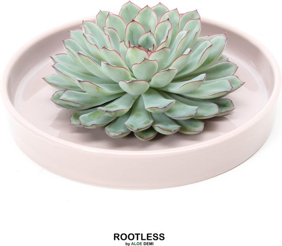 ROOTLESS Echeveria groen – vetplant - taupe pot 20 cm - ZERO water