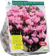 Baltus Cyclaam Hederifolium Donkerroze bloembollen per 5 stuks