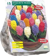 Plantenwinkel Hyacinth Mix bloembollen per 15 stuks