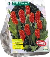 Baltus Arum Italicum bloembollen per 5 stuks