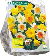 Plantenwinkel Narcissus Trompet Mix bloembollen per 25 stuks