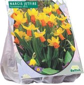Plantenwinkel Narcissus Mini Jetfire Geel Oranje bloembollen per 25 stuks