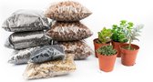 DIY Succulent open terrarium kit  Met instructies