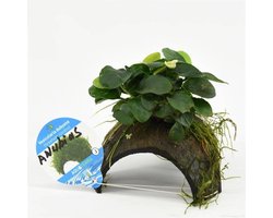 3-gaats Cocosnoot met Anubias