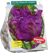 Plantenwinkel Tulipa Negrita Parrot Parkiet tulpen bloembollen per 10 stuks