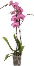 Dolly orchidee (Phalaenopsis) - 70cm