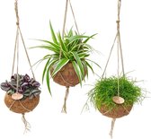 Hellogreen Kamerplant - Set van 3 - Tradescentia Zebrina, Chlorophytum en Rhipsalis Cashero - 25 cm - Kokodama hangplant