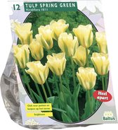 Plantenwinkel Tulipa Spring Green Viridiflora tulpen bloembollen per 20 stuks