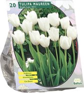 Plantenwinkel Tulipa Maureen Enkel Laat tulpen bloembollen per 20 stuks