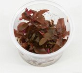 Alternanthera Minima 100cc cup - Aquariumplanten InVitro - Aquarium decoratie - Moerings